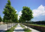 <p>Viale alberato</p>
